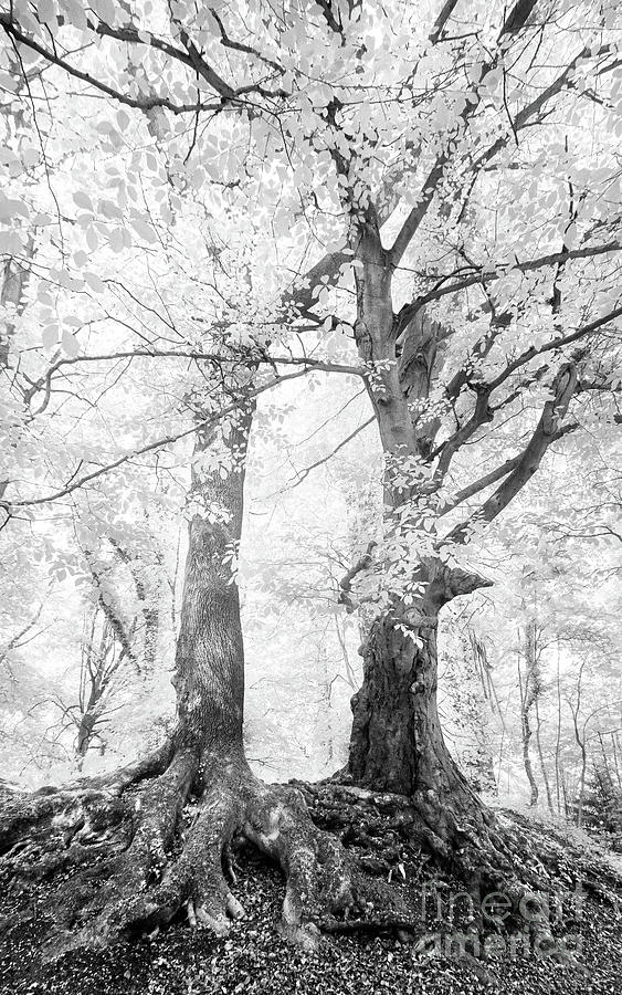 Tree Photograph - Woodland Duo by Janet Burdon