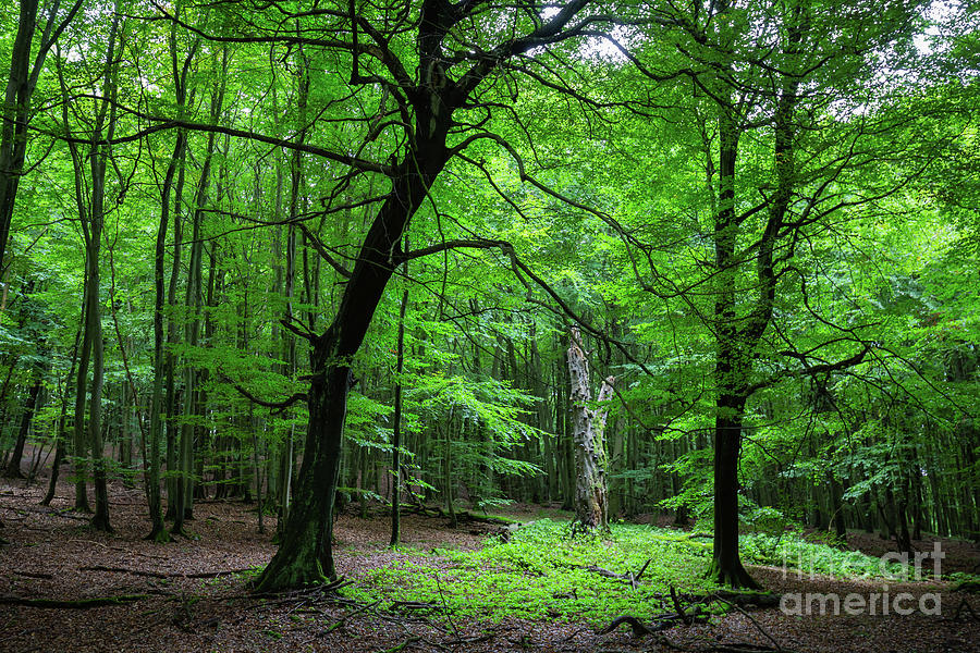 Tree Photograph - Woodland by Eva Lechner