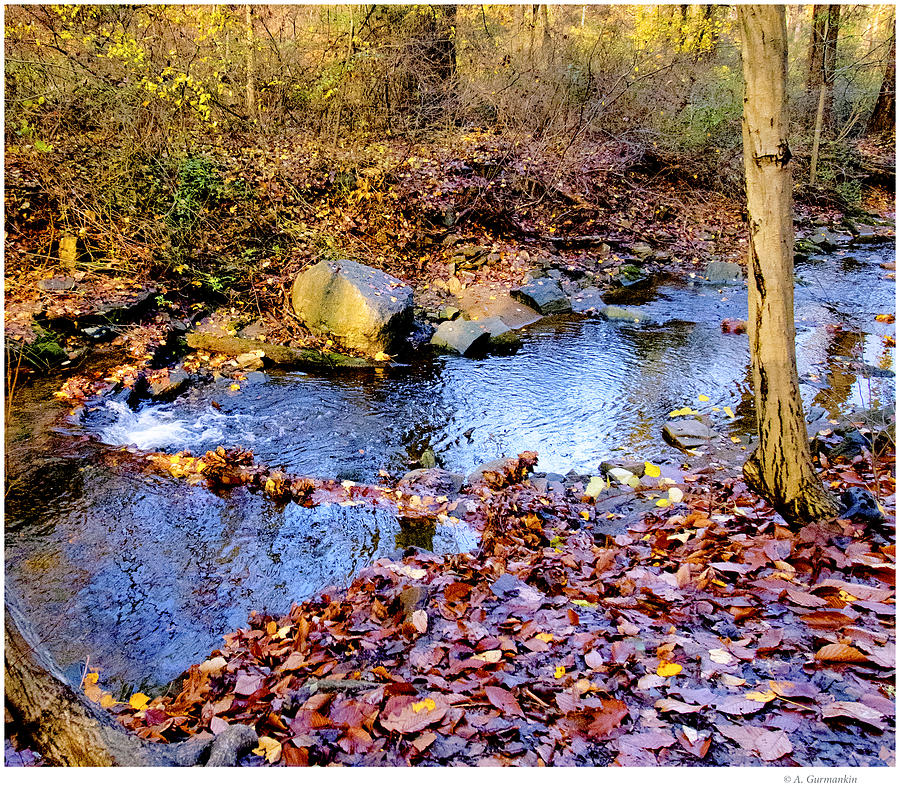 Woodland Feeder Stream, Autumn, Pennsylvania Photograph by A Macarthur ...