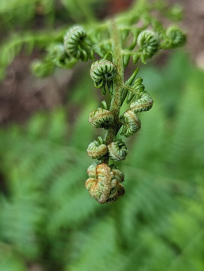 Woodland Fern Five Photograph by Call Me Abbie - Abbie Shores Woodland Fern Five Photograph by Call Me Abbie - Abbie Shores