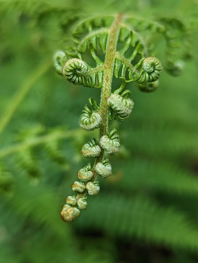 Woodland Fern Four Photograph by Call Me Abbie - Abbie Shores