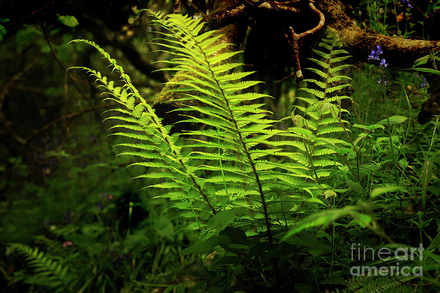 Woodland Fern Photograph by Terri Waters