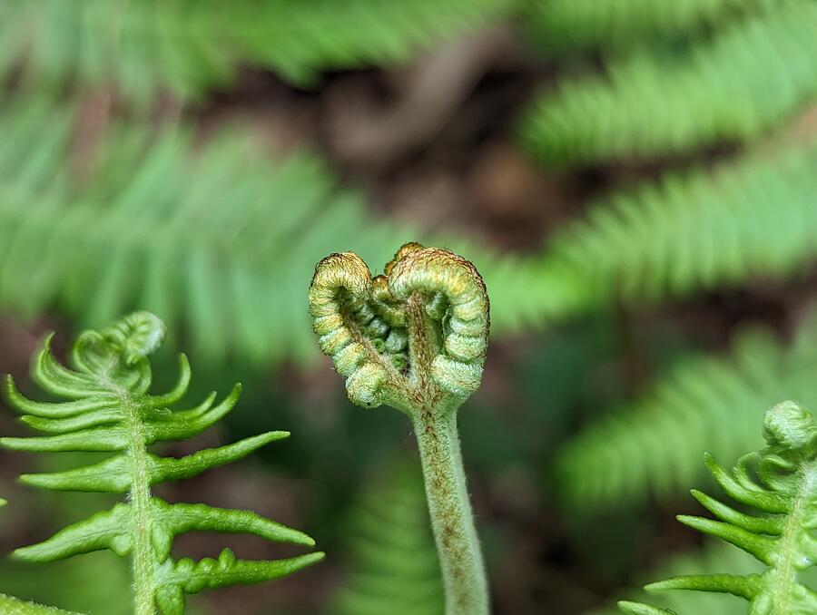 Woodland Fern Two Photograph by Call Me Abbie - Abbie Shores Woodland Fern Two Photograph by Call Me Abbie - Abbie Shores