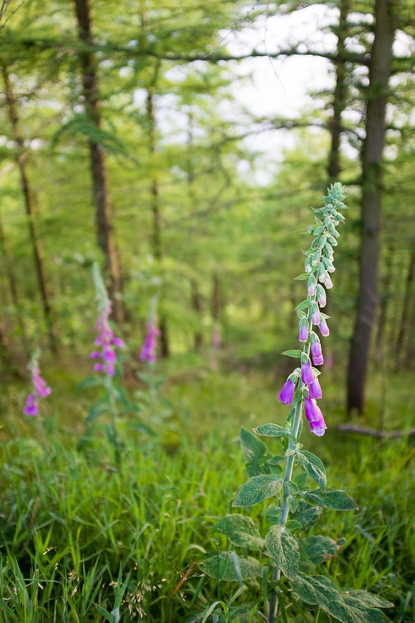 Woodland foxgloves wildflowers, near Sheffield, UK Photograph by Ben Robson Hull Photography
