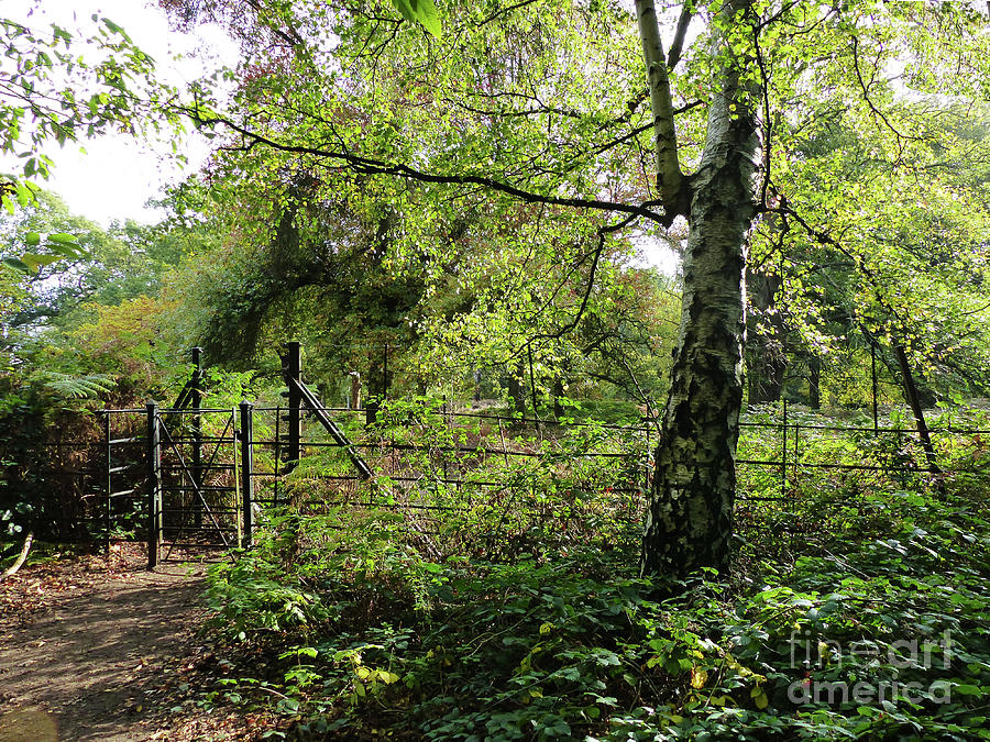 Woodland Gate - Richmond Park - Surrey Photograph by Phil Banks