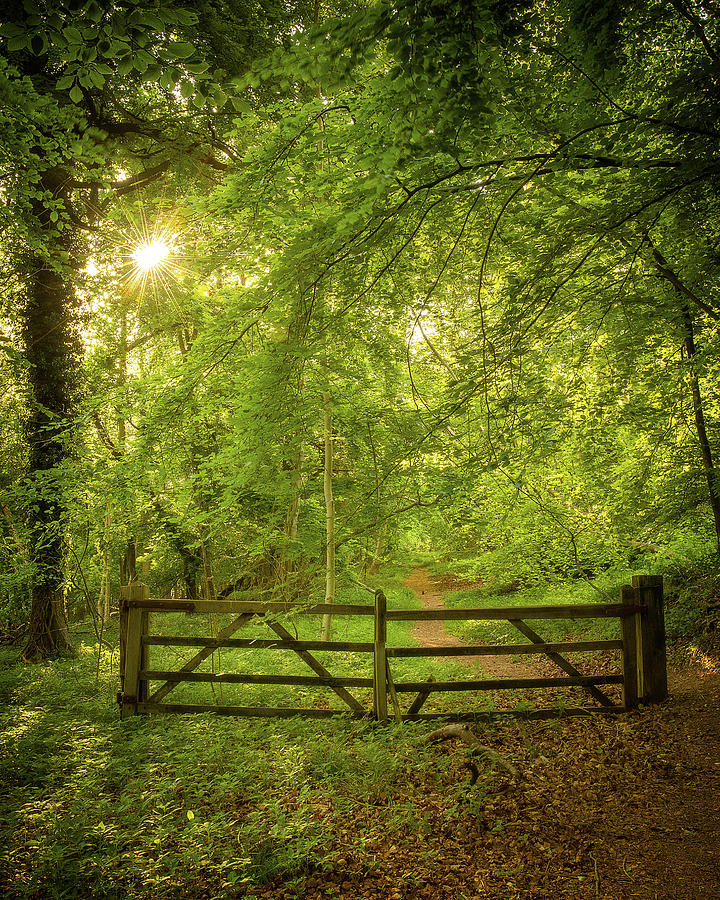 Woodland gates Photograph by Ian Austin - Fine Art America