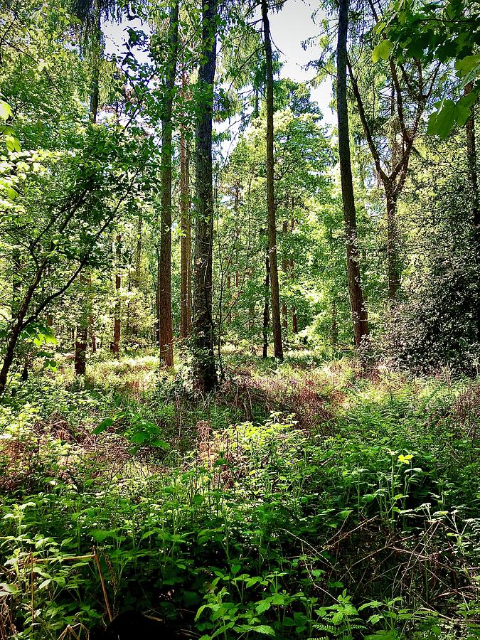 Woodland Glade Photograph by Gordon James