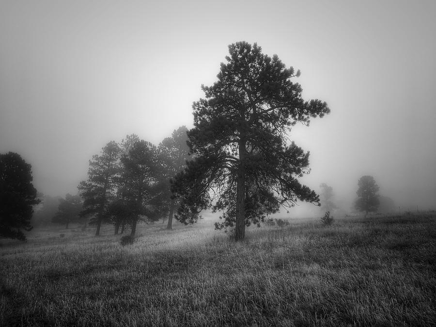 Woodland Grayscale Photograph by Dan Miller