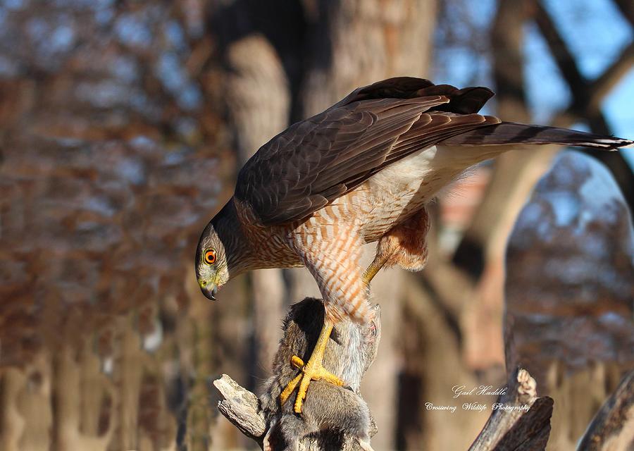 Woodland Hawk 5 Photograph By Gail Huddle Fine Art America