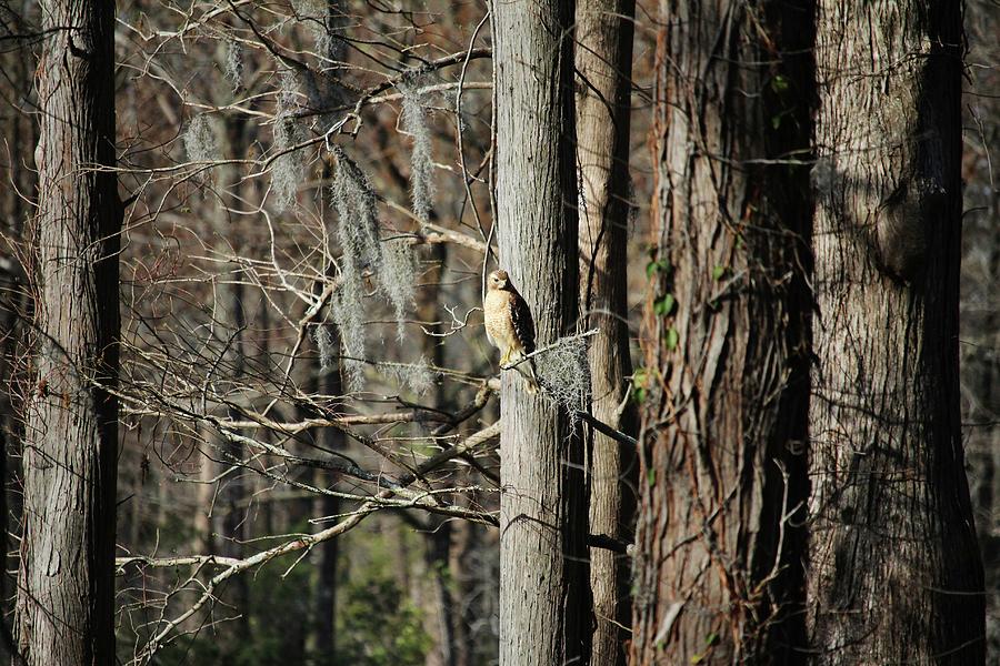 Woodland Hawk Photograph by Cynthia Guinn