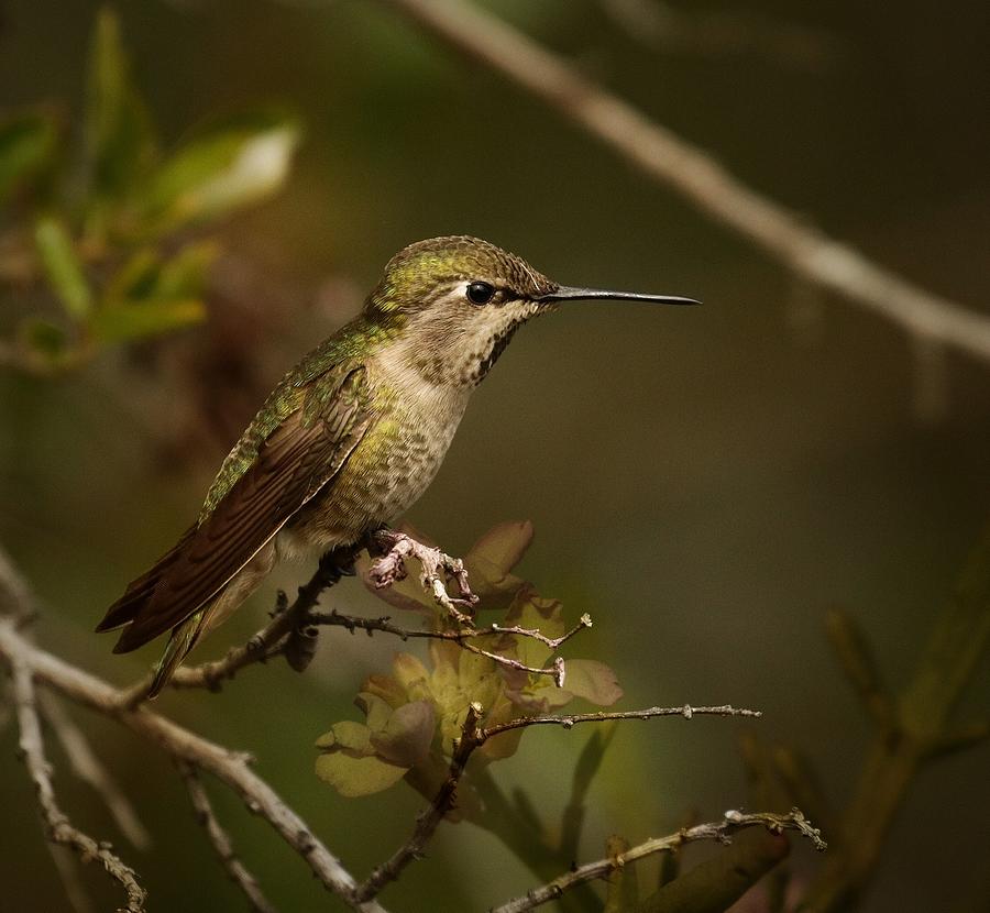 Woodland hummingbird Photograph by Barbara Wallace - Fine Art America