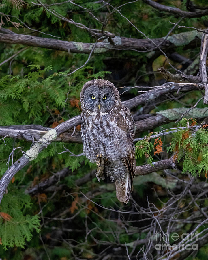 Woodland Hunter Photograph by Dale Erickson - Pixels