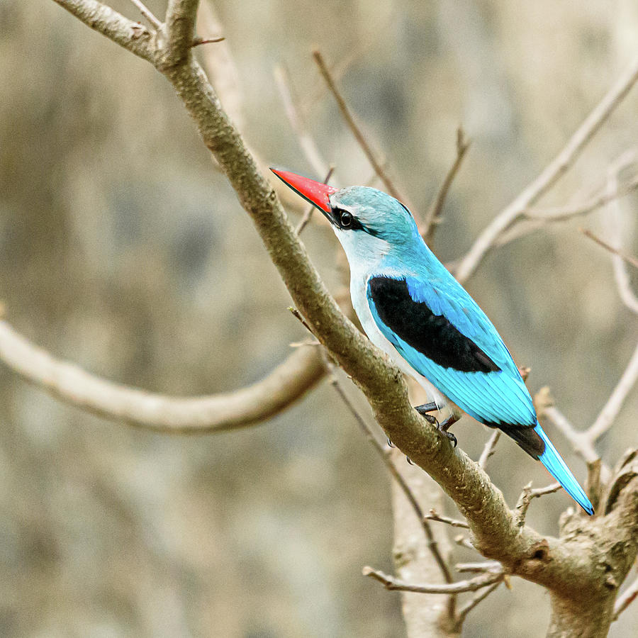 Woodland Kingfisher Photograph by Adrian O Brien