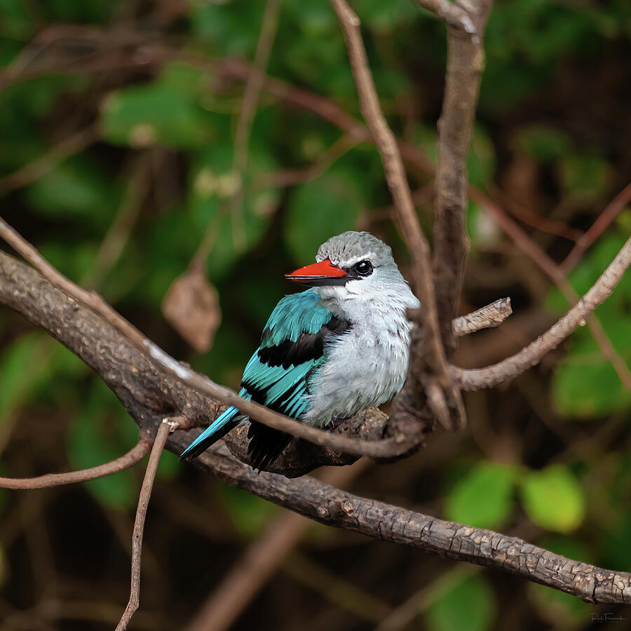 Woodland Kingfisher Photograph by Rick Furmanek