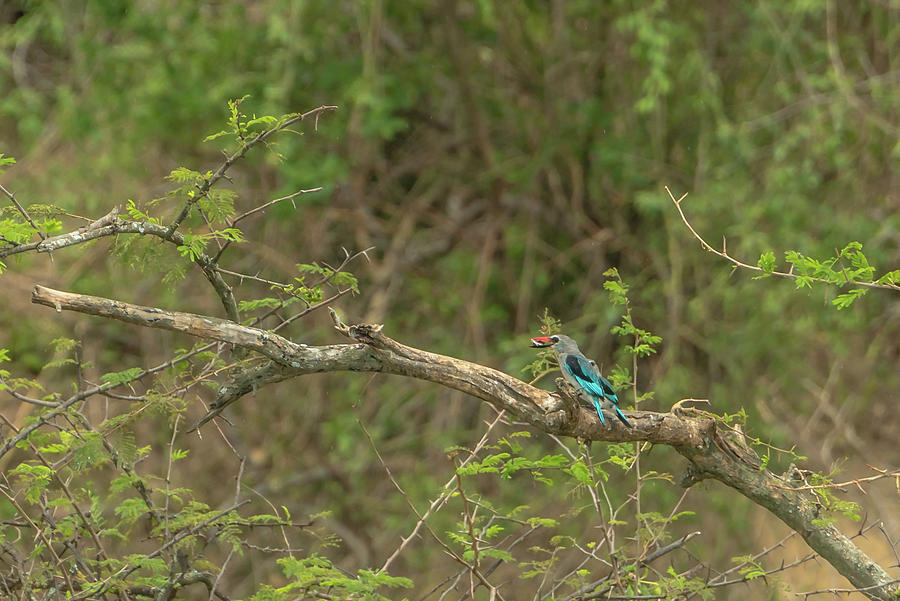 Woodland Kingfishers on the Kazinga Channel in Queen Elizabeth N Photograph by Travel Quest Photography