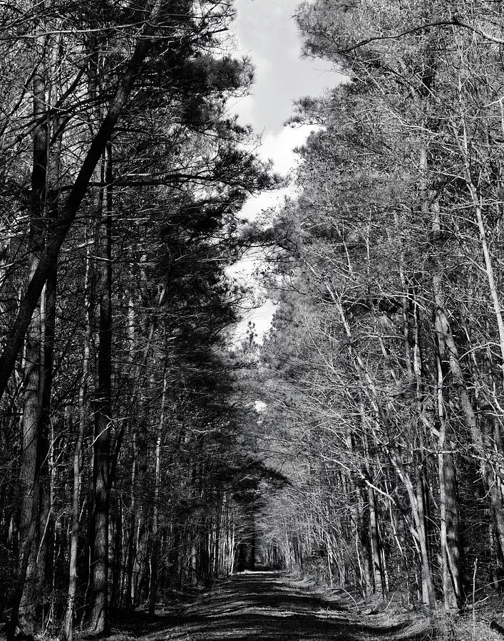 Woodland lane in Maryland Photograph by Charles Floyd