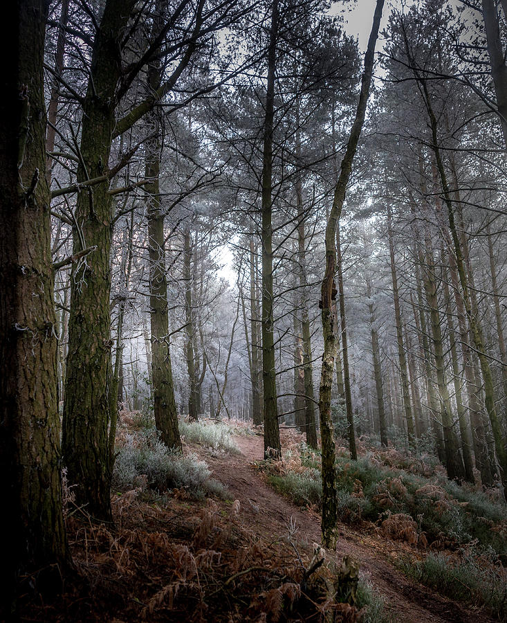 Woodland Light Photograph by Chris Boulton