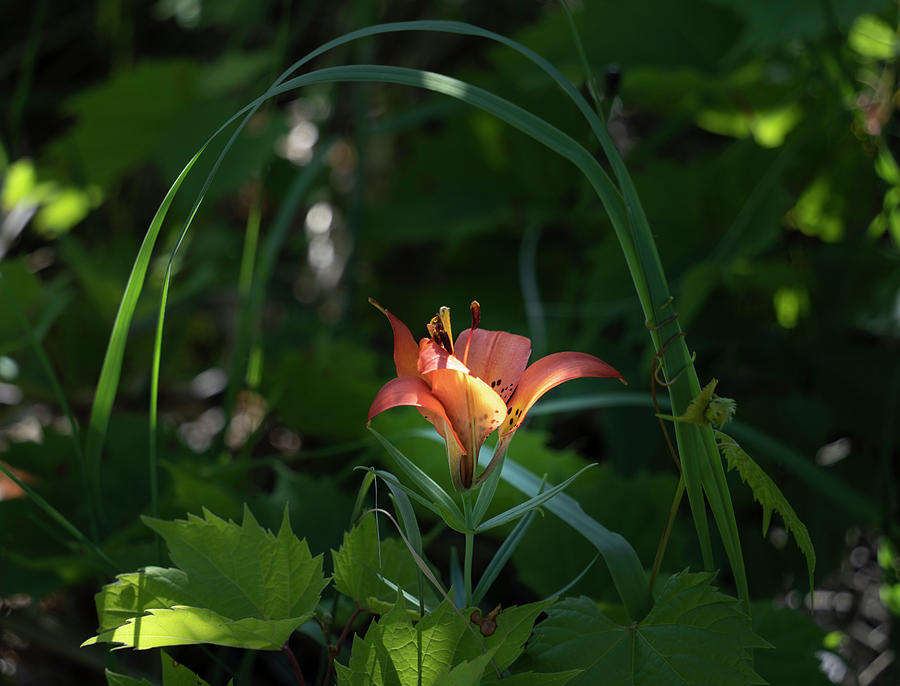 Woodland Lily Photograph by Dean Ginther