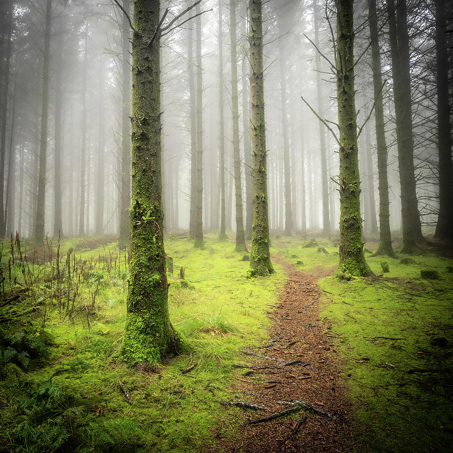 Woodland Mist 1 Photograph by Nigel R Bell