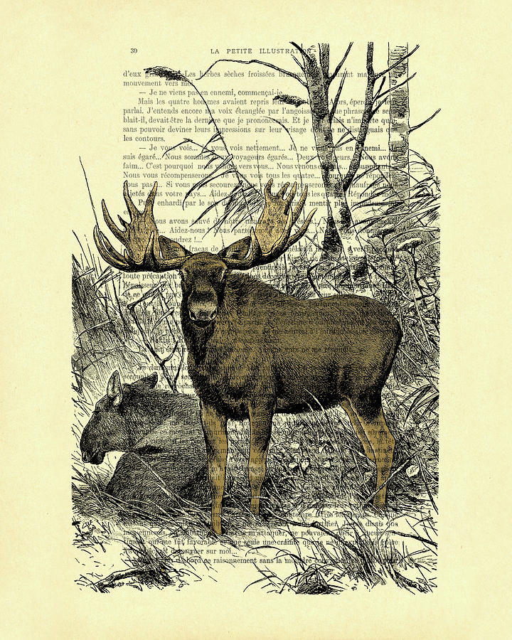 Moose Digital Art - Woodland moose couple art by Madame Memento