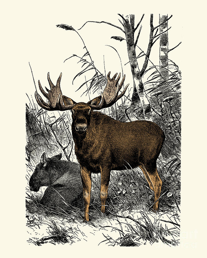 Moose Mixed Media - Woodland Moose by Madame Memento