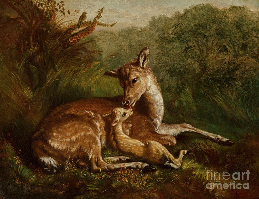 Woodland Mother Deer with Spotted Fawn Victorian 1870 Digital Art by Arthur F Tate