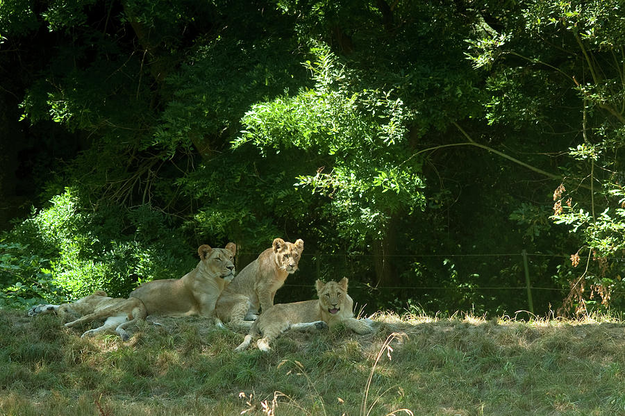 Woodland park zoo lion safari habitat with cubs resting  by mom Photograph by Jim Corwin