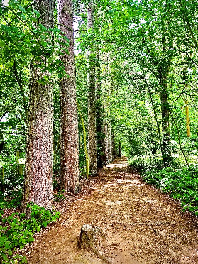 Woodland Path Photograph by Gordon James