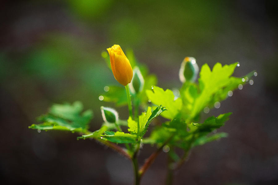 Woodland Poppy (Stylophorum diphyllum) Photograph by Laszlo Podor