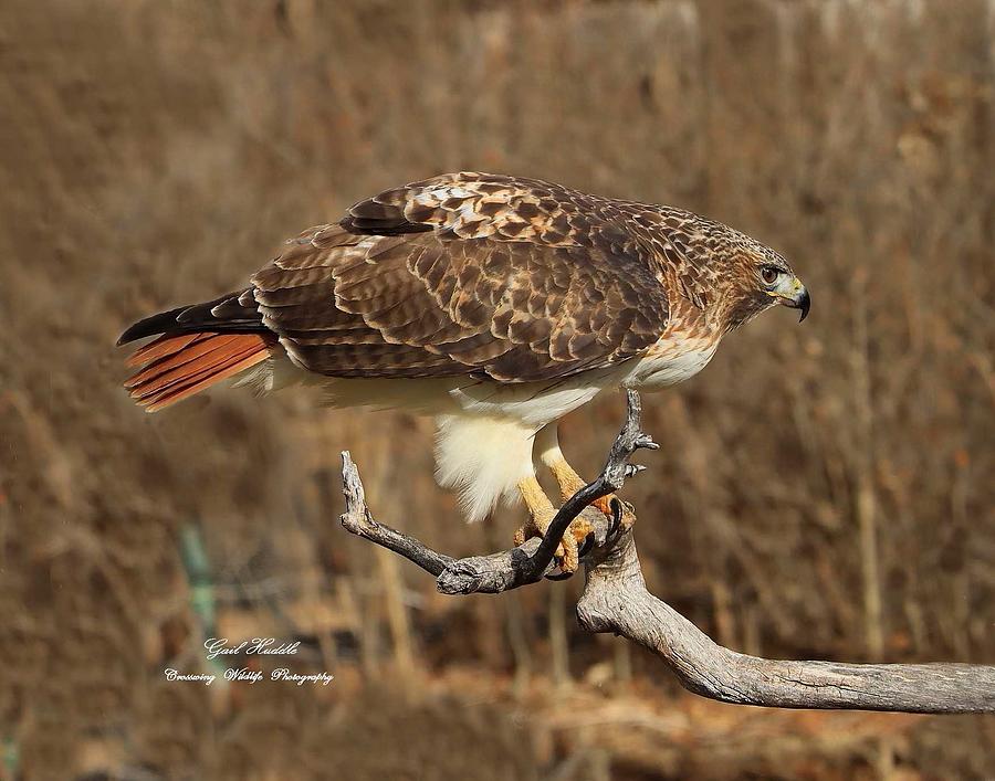 Woodland Red Tails 2 Photograph By Gail Huddle Fine Art America