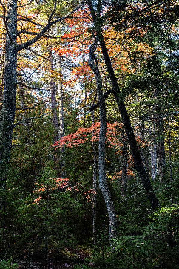 Woodland Scene Acadia National Park Photograph by Andrew Pacheco