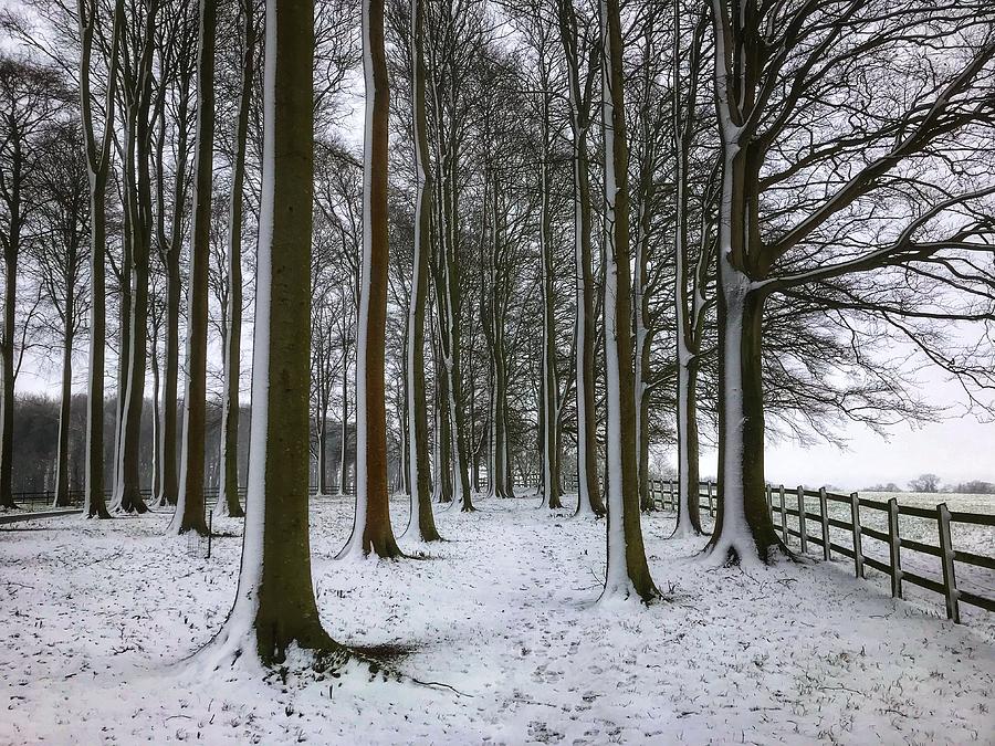Woodland scene in snow Photograph by Chris Clark