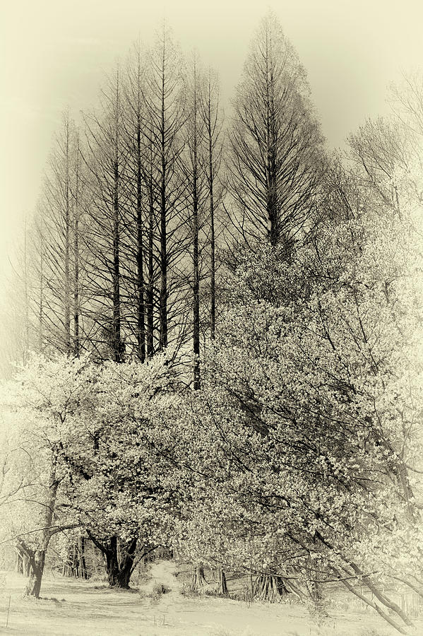 Tree Photograph - Woodland Scene - Vintage Style by James DeFazio