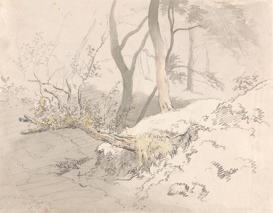 Woodland Shadow after  Painting by Robert Hills English