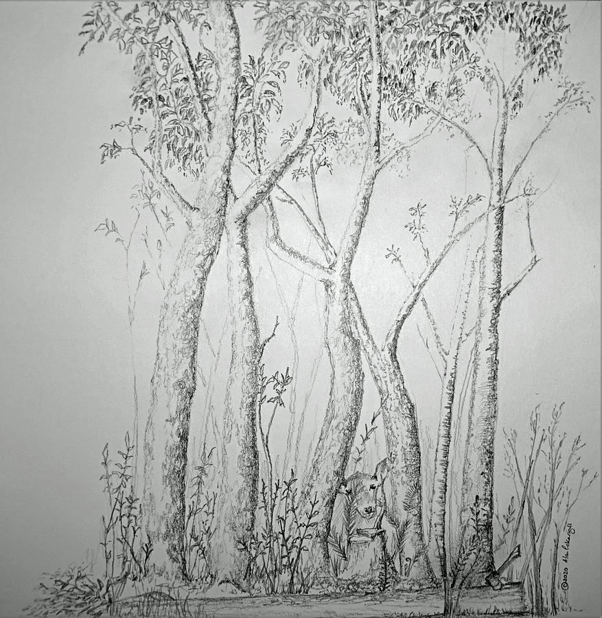 Woodland sketch Drawing by Alan Pickersgill