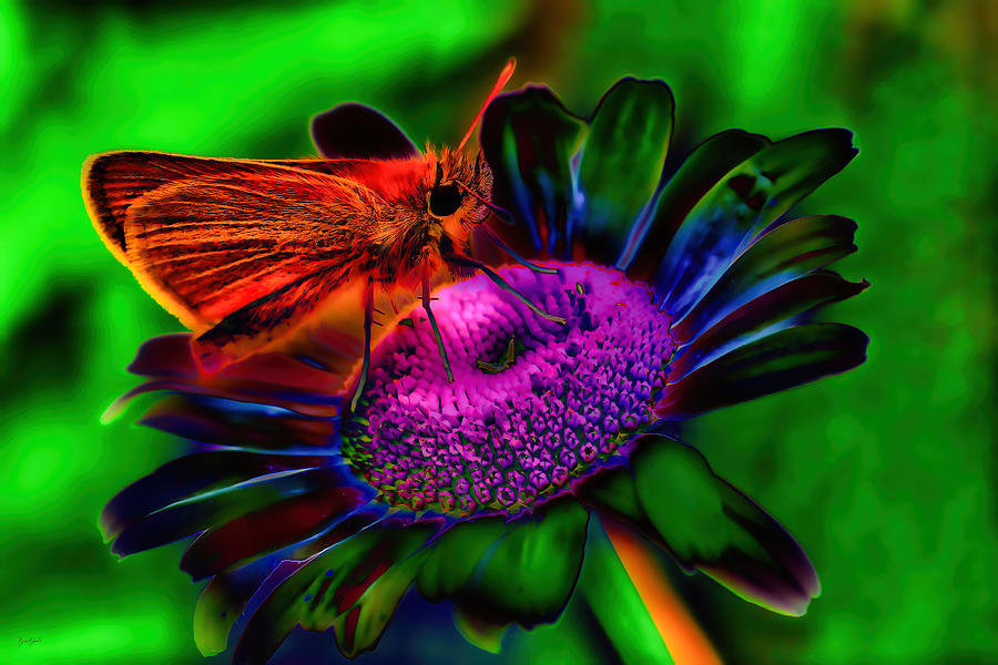 Woodland skipper butterfly on a flower Photograph by Bruce Block