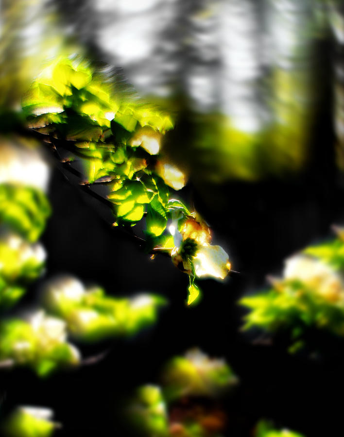 Woodland Spring - A Vernal Impression Photograph by Steve Ember