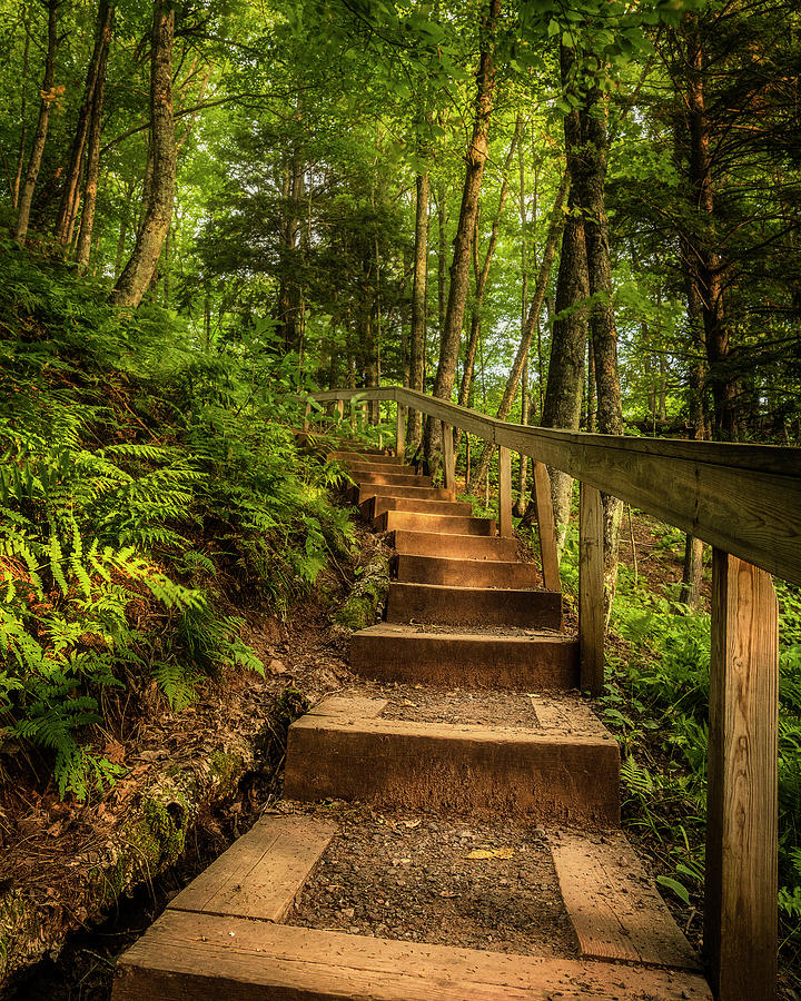 Woodland Staircase Photograph by Nate Brack