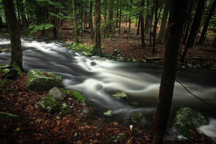 Woodland Stream Photograph by Jody Partin
