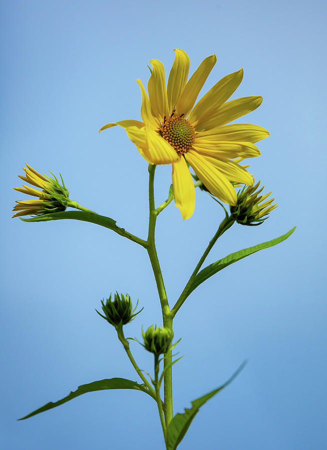 Woodland Sunflower Photograph by Dale Kincaid
