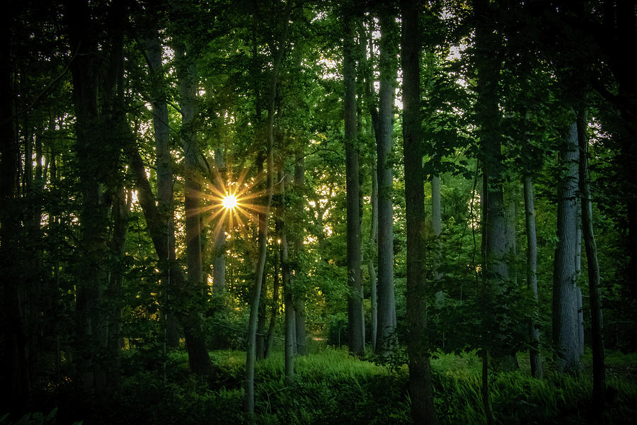 Woodland Sunset Photograph By Erin Okeefe Fine Art America