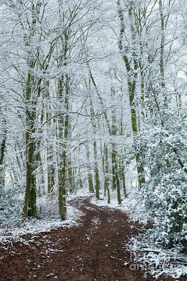 Woodland Track in the Snow Photograph by Tim Gainey