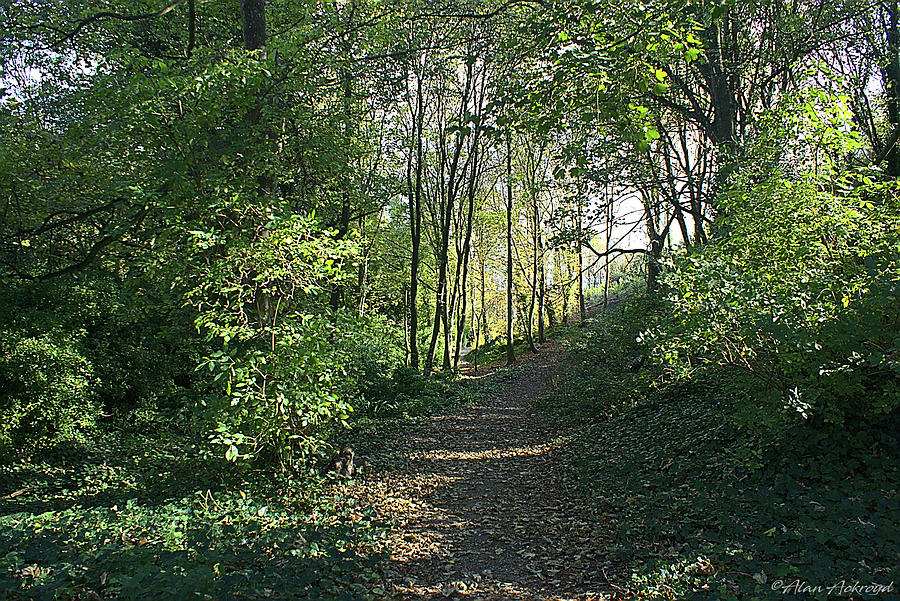 Woodland Walk in Late Summer Photograph by Alan Ackroyd