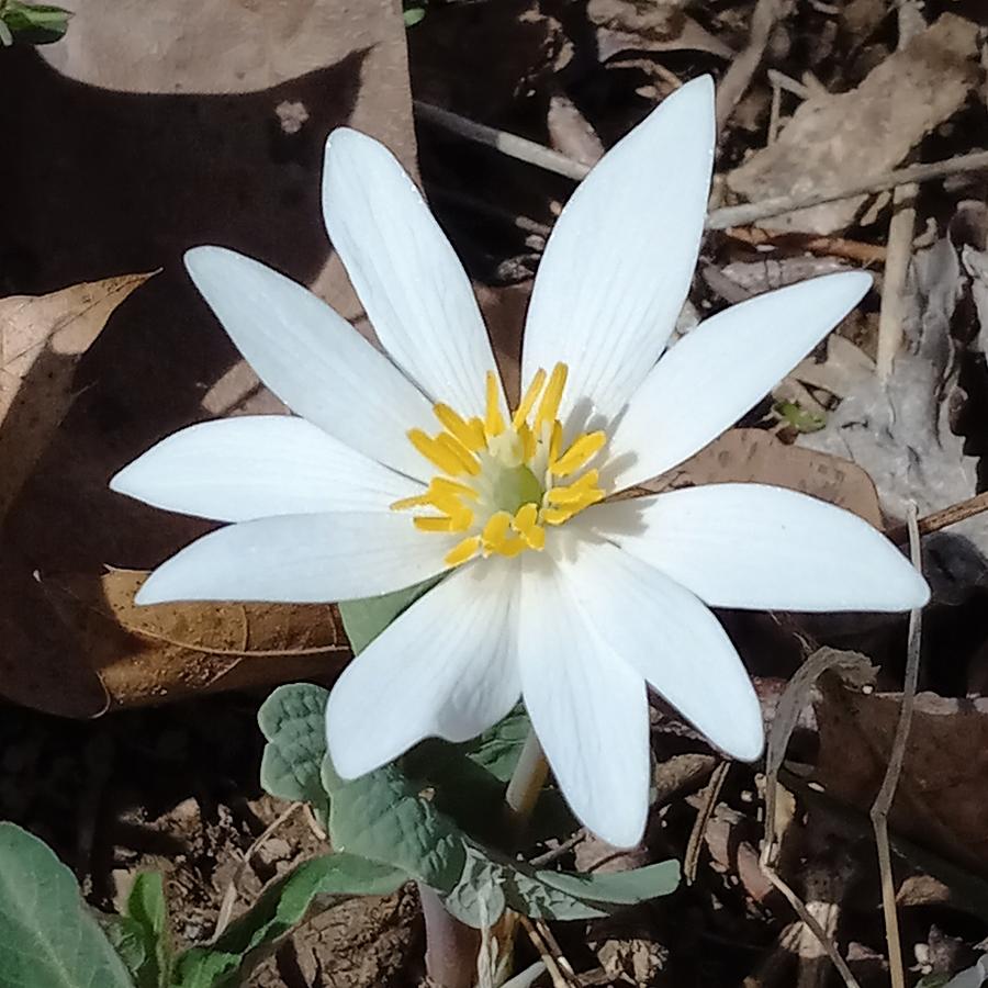 Woodland Wildflower in Pa. Photograph by Angela Davies