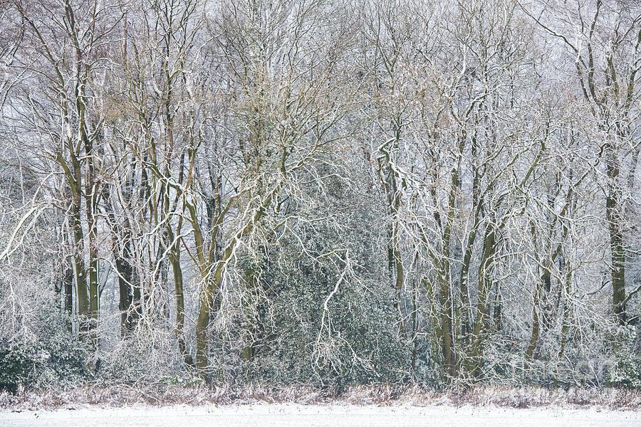 Woodland Winter Trees Photograph by Tim Gainey
