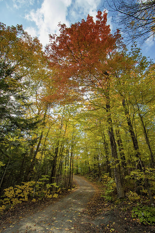Woodland Wonder - Coe Hill - Northern Ontario Photograph by Spencer Bush