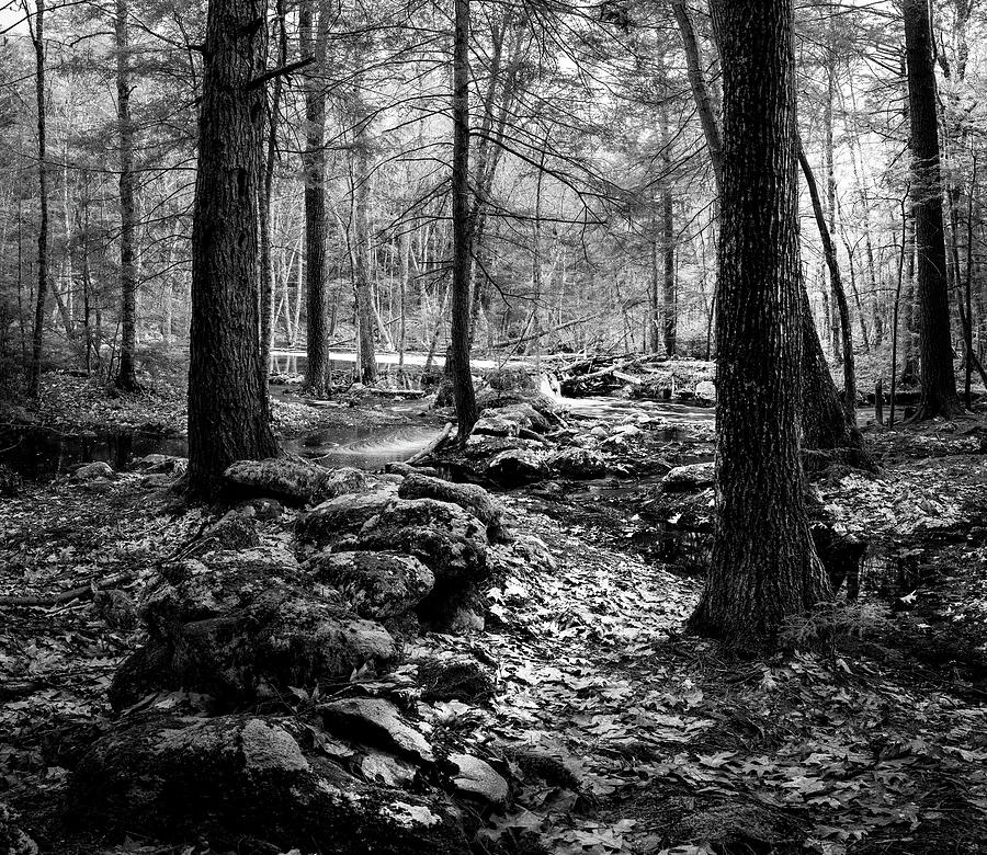 Woodland Wonderland in Black and White Photograph by Dimitry Papkov