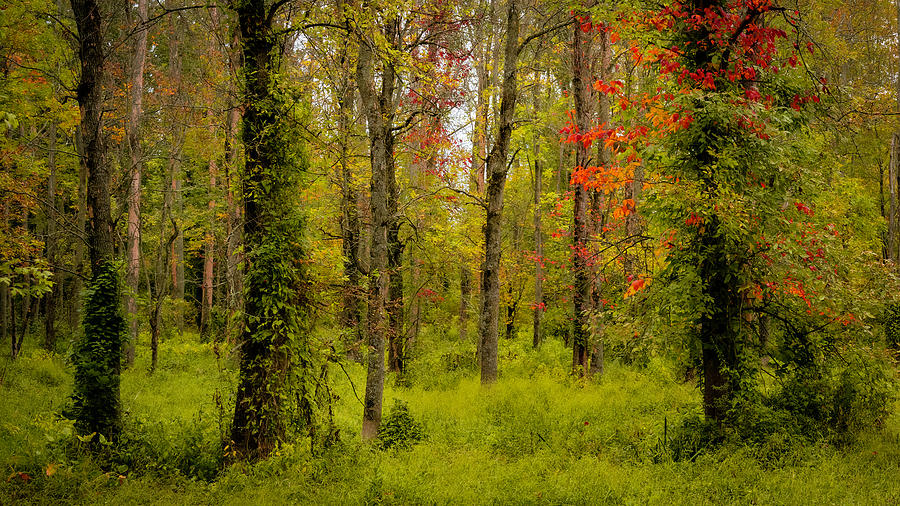 Woodlands fall 2020 Photograph by Ron Biedenbach