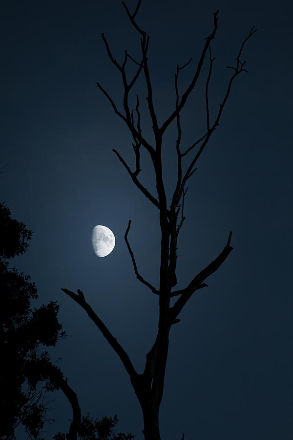 Woodlands Moon Photograph by Mark Andrew Thomas