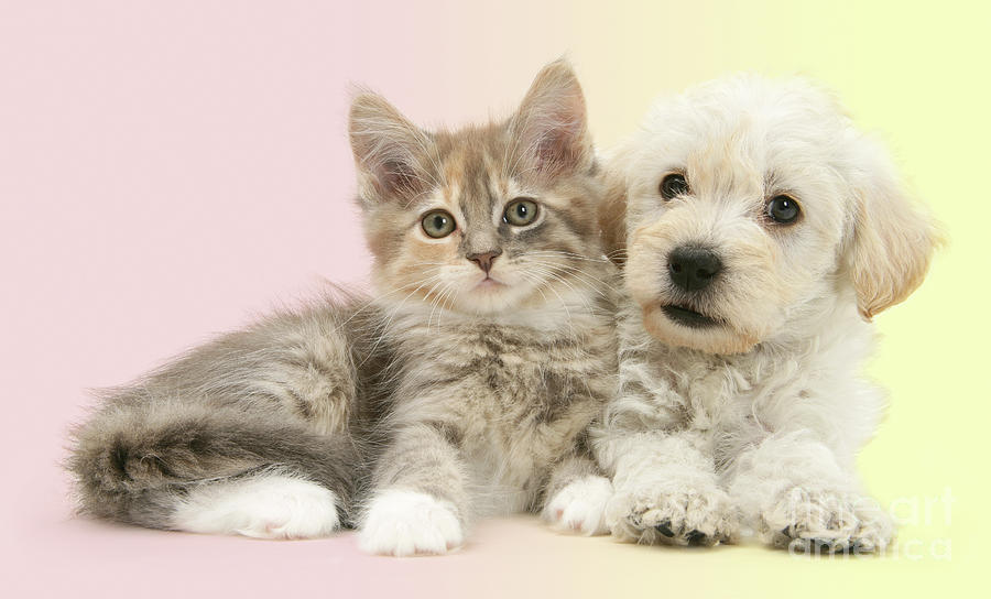 Woodle pup and Maine Coon kitten Photograph by Warren Photographic